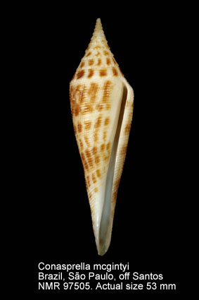 Conasprella mcgintyi.jpg - Conasprella mcgintyi (Pilsbry,1955)